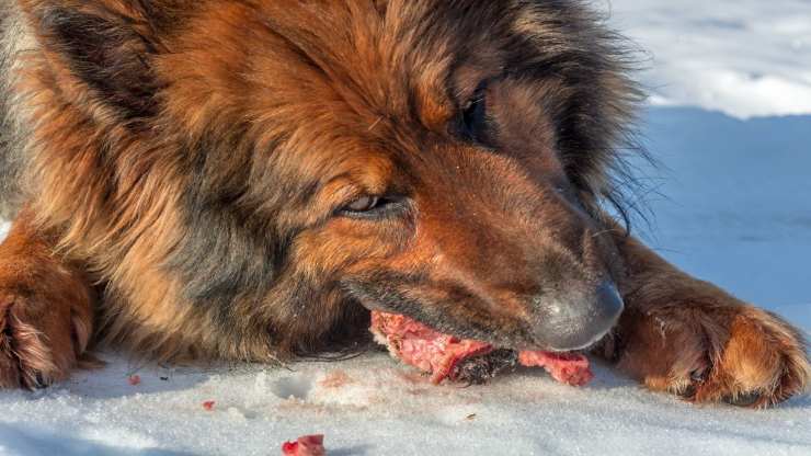 Cane consuma carne