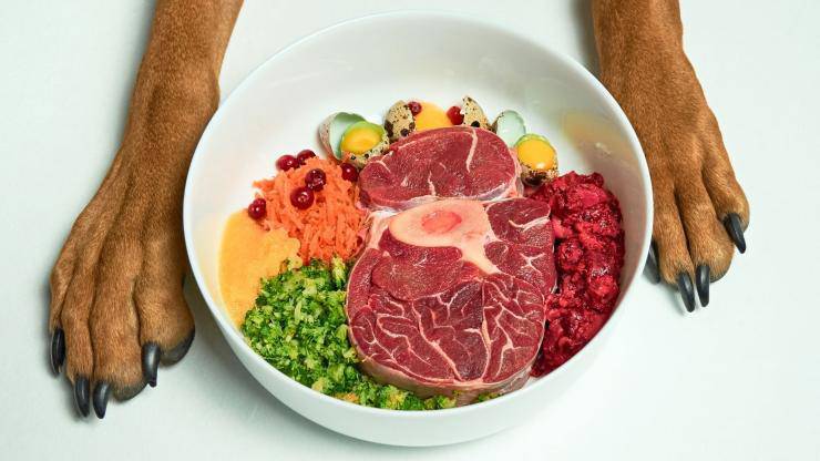 Pasto completo al cane