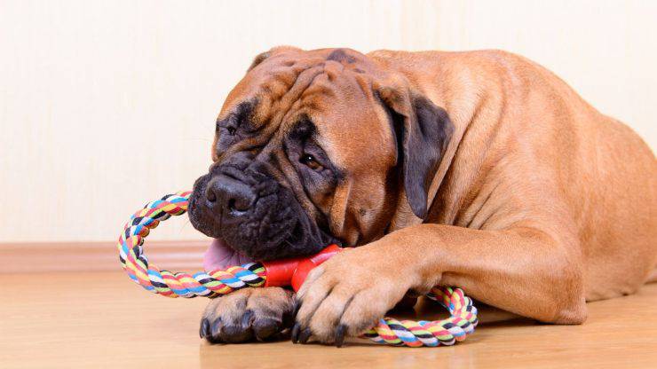 Cane gioca con un oggetto