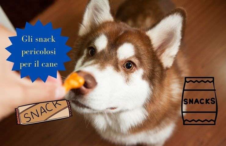 Snack per il cane