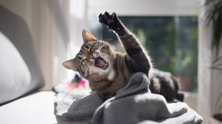 Gatto gioca