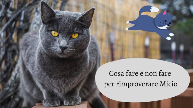 Il gatto scappa quando lo rimprovero Il gatto scappa quando lo rimprovero