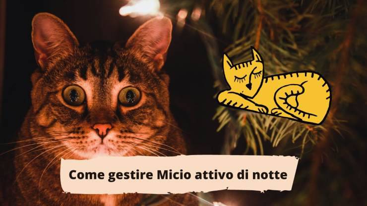 Gatto non dorme di notte Gatto non dorme di notte