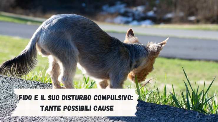 Perché il cane mangia tutto quello che trova Perché il cane mangia tutto quello che trova