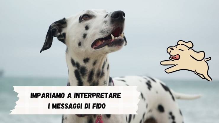 Lo fa troppo o troppo poco