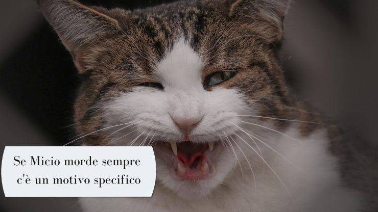 Come far smettere il gatto di mordere Come far smettere il gatto di mordere