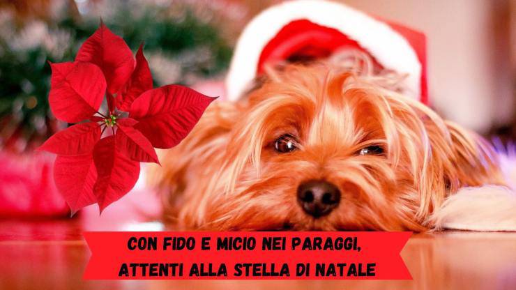 Stella di Natale tossica per cani e gatti Stella di Natale tossica per cani e gatti