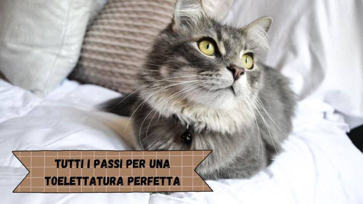 Come curare il pelo del gatto Come curare il pelo del gatto