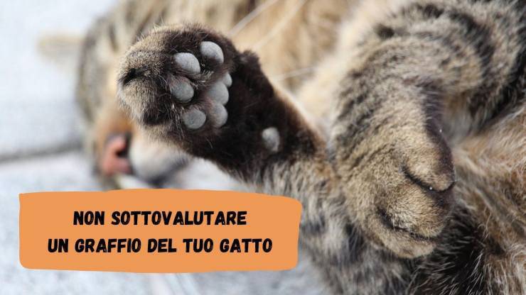 Gatto che graffia Gatto che graffia