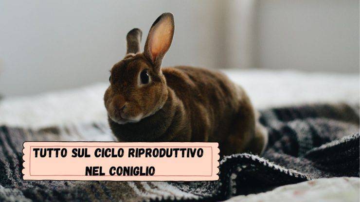 Come capire se il coniglio è in calore Come capire se il coniglio è in calore