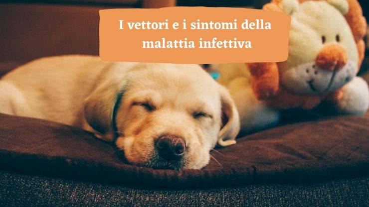 Malattia di Lyme nel cane Malattia di Lyme nel cane