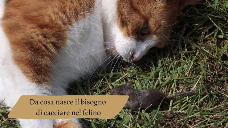 Il gatto vuole cacciare i topi Il gatto vuole cacciare i topi