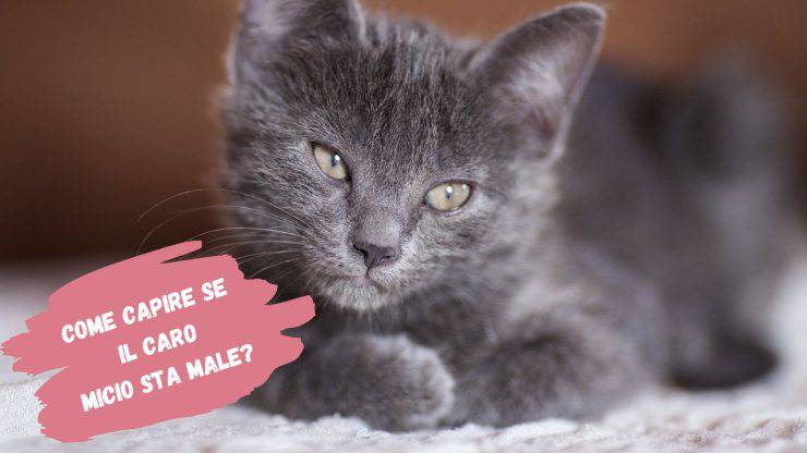 Perché il gatto è abbattuto Perché il gatto è abbattuto
