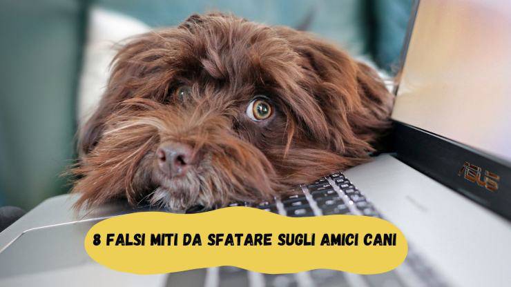8 luoghi comuni sui cani