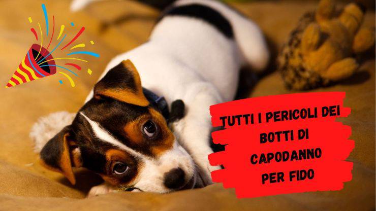Botti di Capodanno pericolosi per il cane Botti di Capodanno pericolosi per il cane