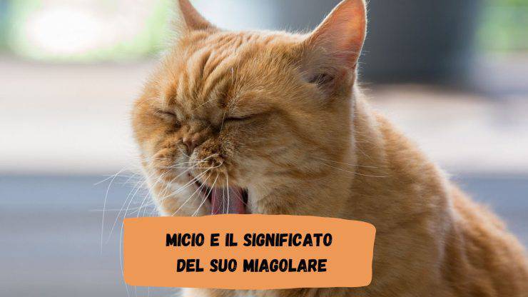 Il gatto miagola quando è solo Il gatto miagola quando è solo