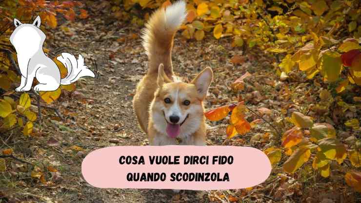 Il cane fissa e agita la coda