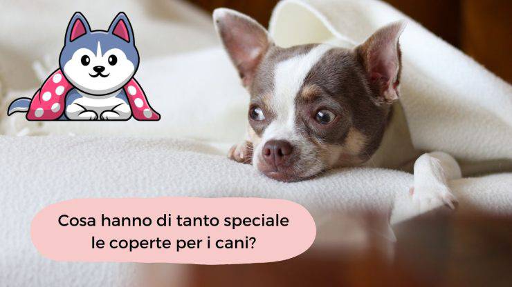 Ai cani piacciono le coperte Ai cani piacciono le coperte