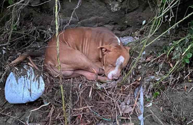 cane ischia frana