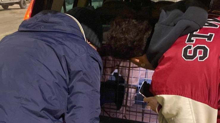 cane trovato sotto macerie