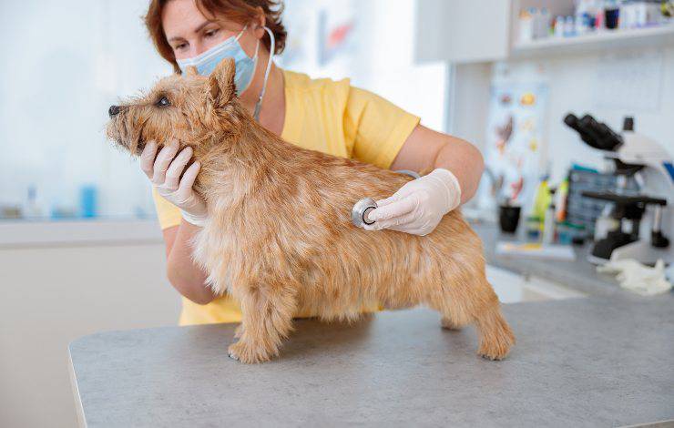 norwich terrier