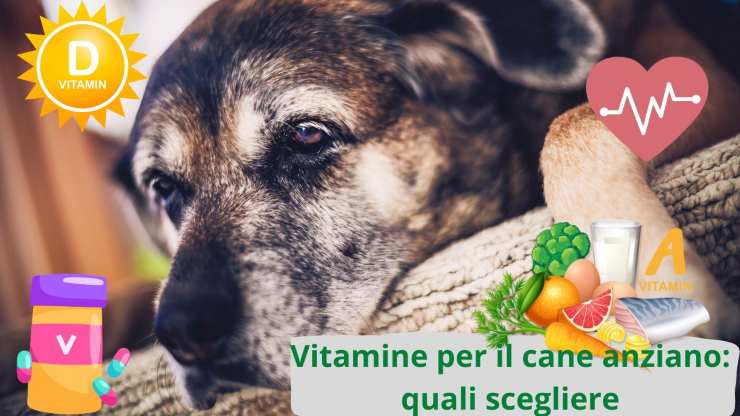 Aiutare un cane anziano