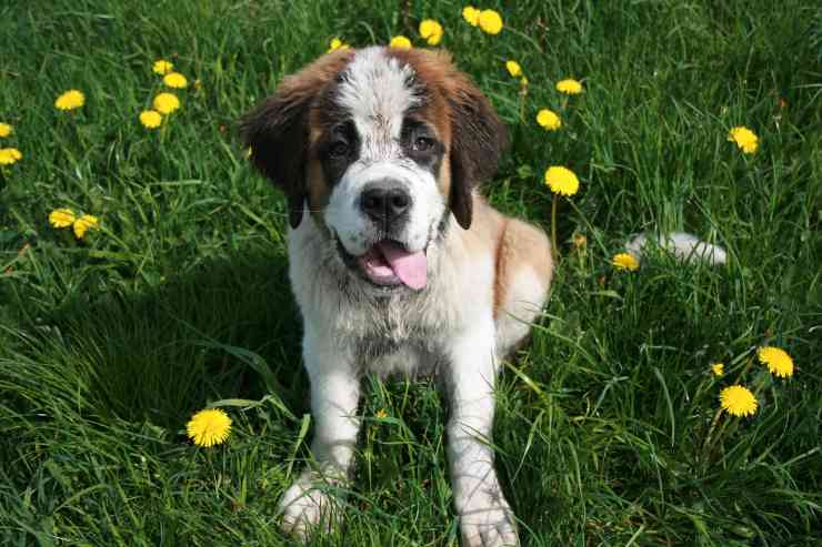 Cagnolino tra i fiori