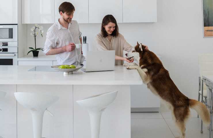 Cane porta croccantino