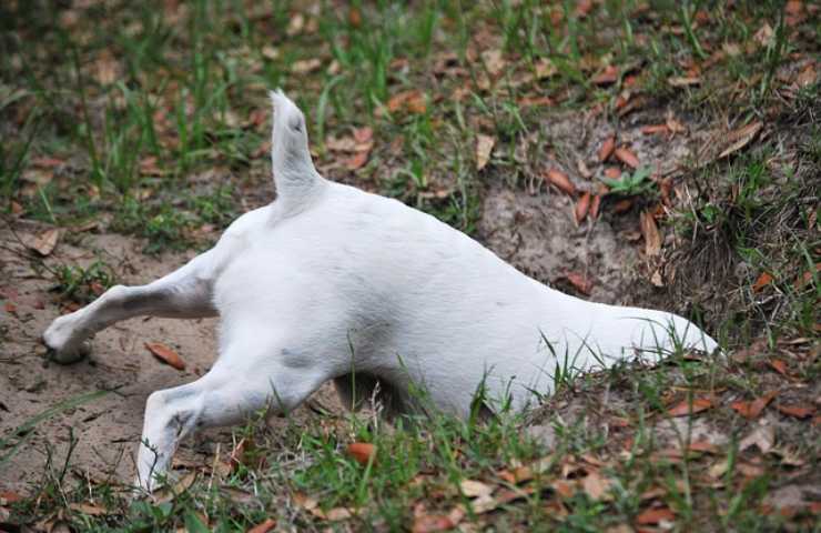 Cane nella buca