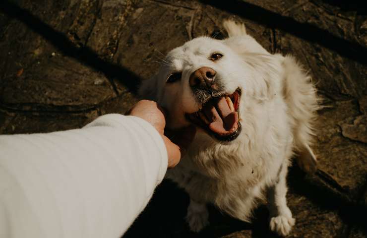 Cane sorridente