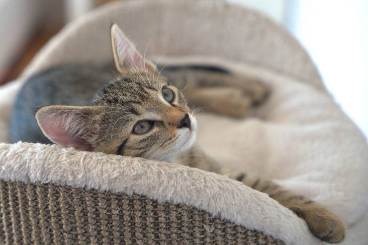Il gatto e la cura del pelo
