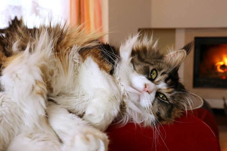 La cura del pelo del felino