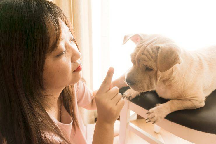 Il comportamento di Fido