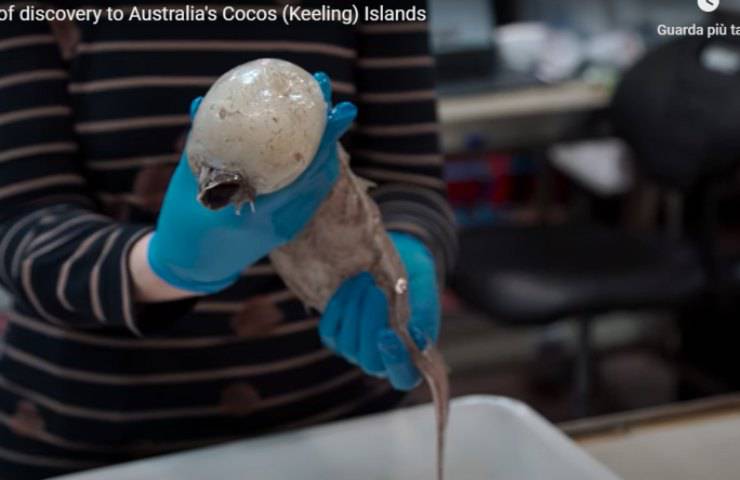 misteriose creature marine oceani