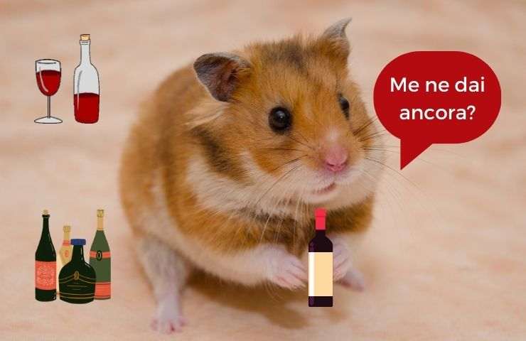 Criceto beve