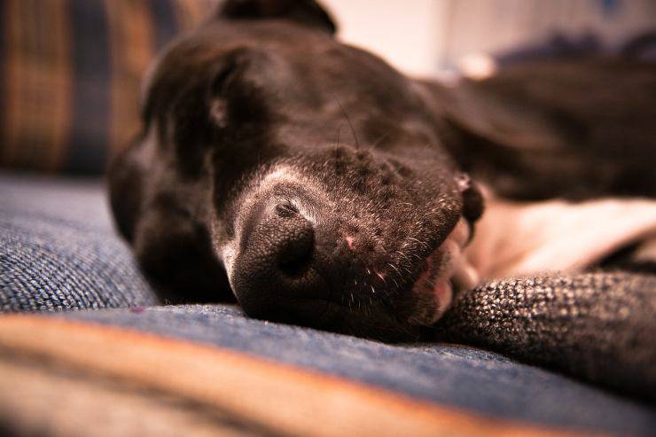 Il cane e la malattia di Lyme