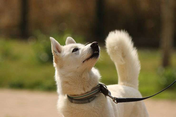 Cagnolino a passeggio