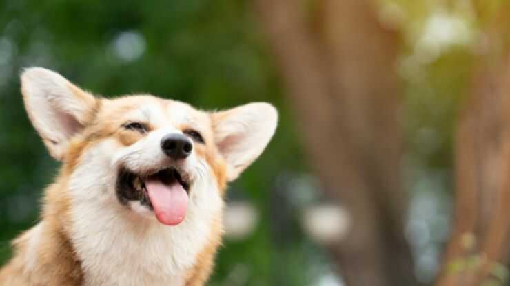 Benessere del cane