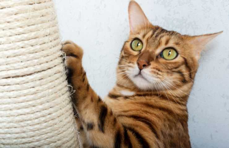 Gatto graffia tiragraffi