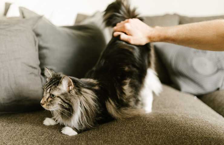 Gatto sul divano