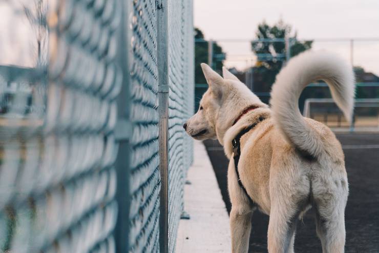 La coda del cane