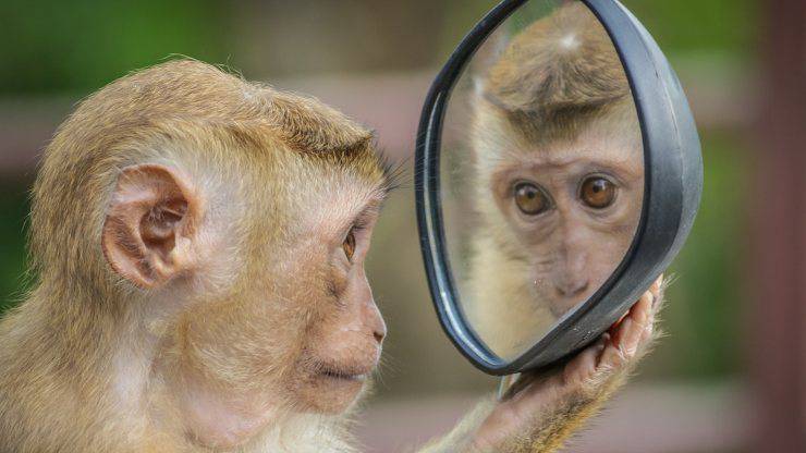 test autocoscienza animali