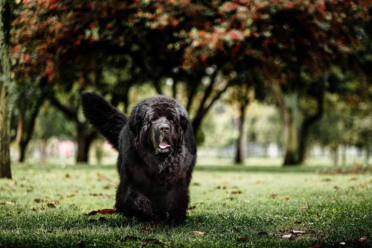 Il cane cammina nel paesaggio