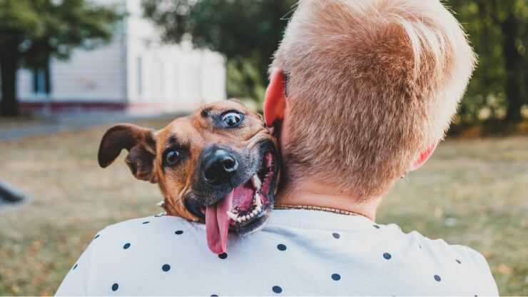 Cose da non fare al cane