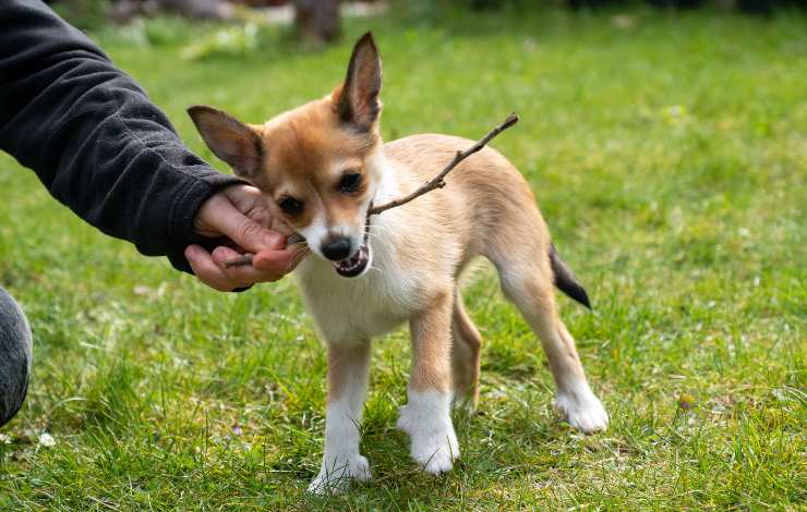cucciolo
