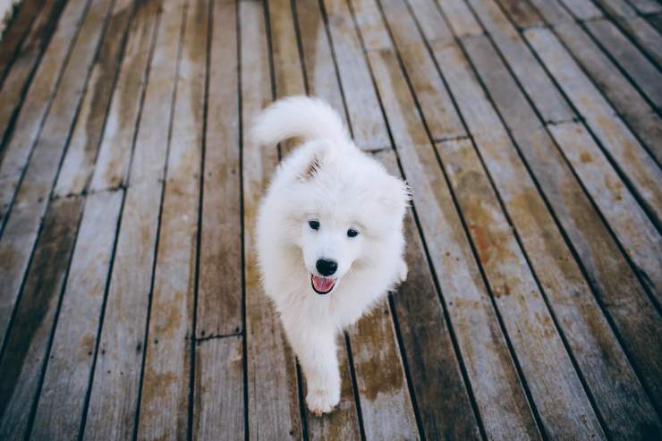 Fido lo fa troppo poco