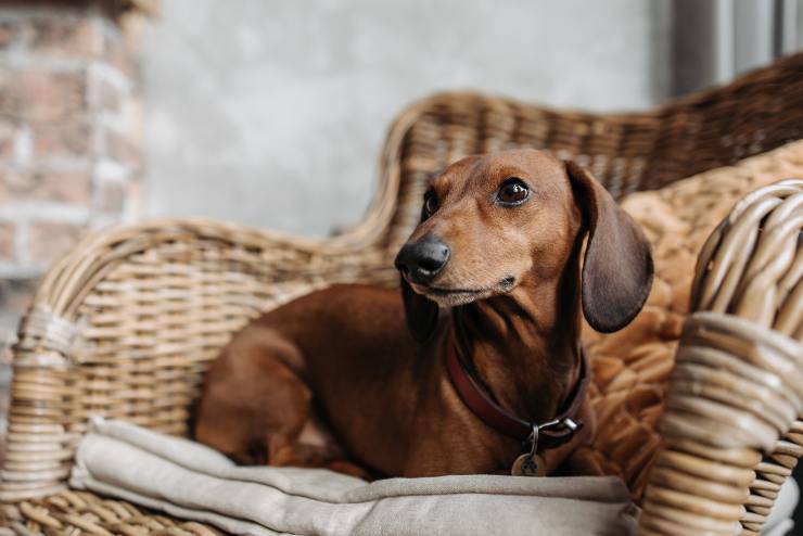 Il comportamento del cane