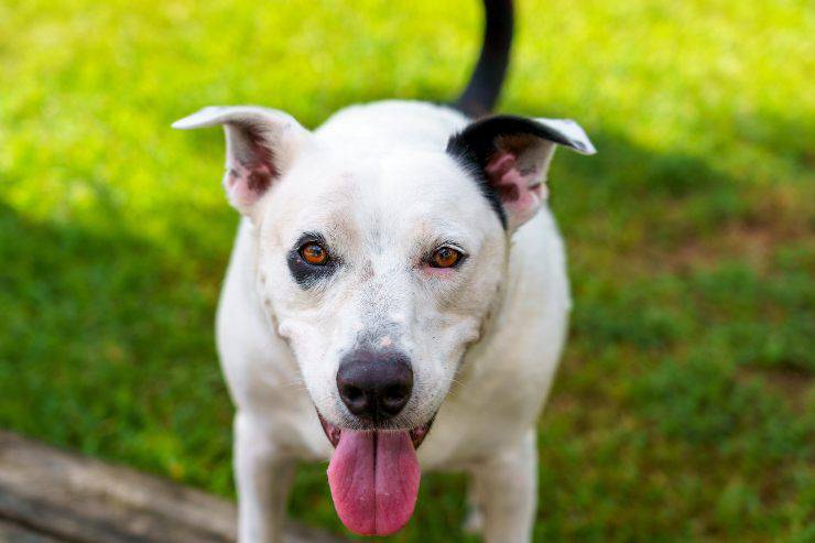 Come gestire la gelosia in Fido
