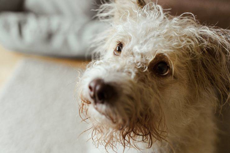 Patologia infettiva del cane