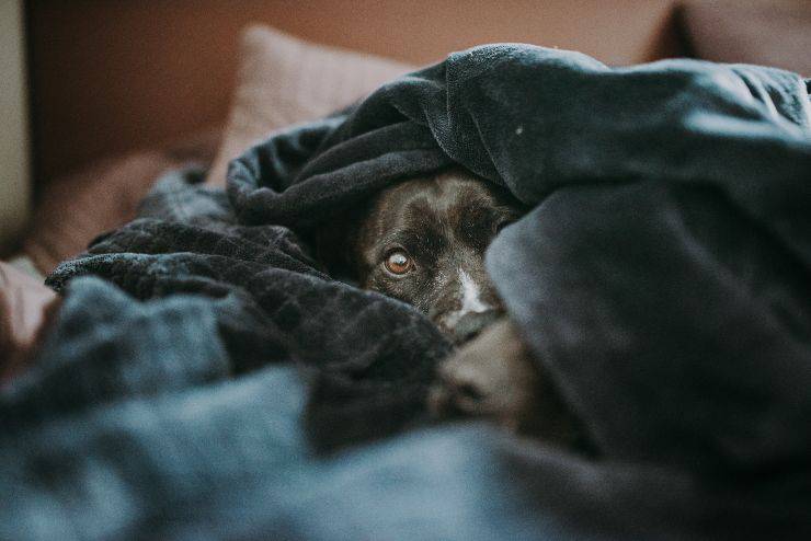 I cani e le coperte